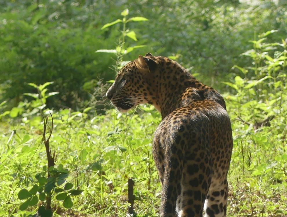 Viveka Inn Guest And Yala Safari Tissamaharama Eksteriør billede