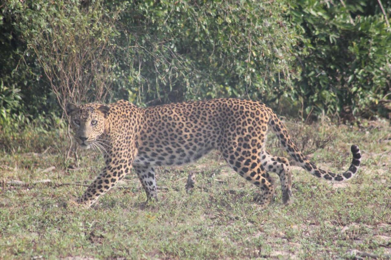Viveka Inn Guest And Yala Safari Tissamaharama Eksteriør billede